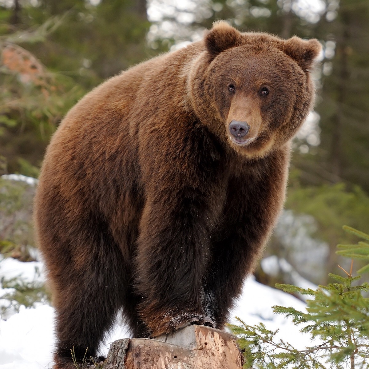 THE BEAR LODGE IS IN PERIL! COMMENTS NEEDED BY MARCH&nbsp;31